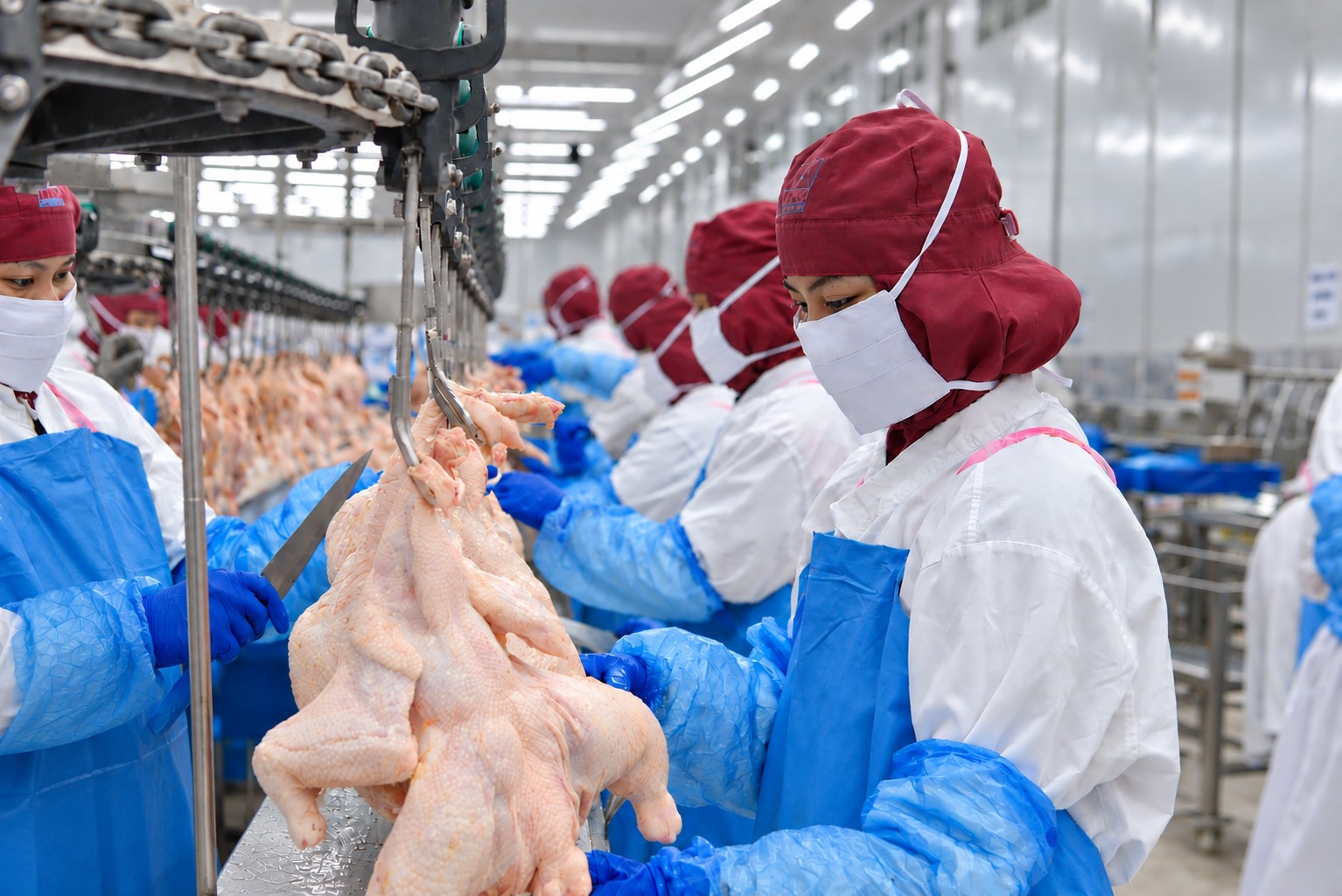 TPG Factory workers inspecting fresh chicken cuts under strict sterile conditions
